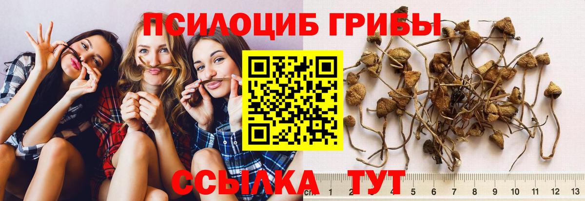 Галлюциногенные грибы Psilocybine cubensis  магазин продажи наркотиков  Нурлат 